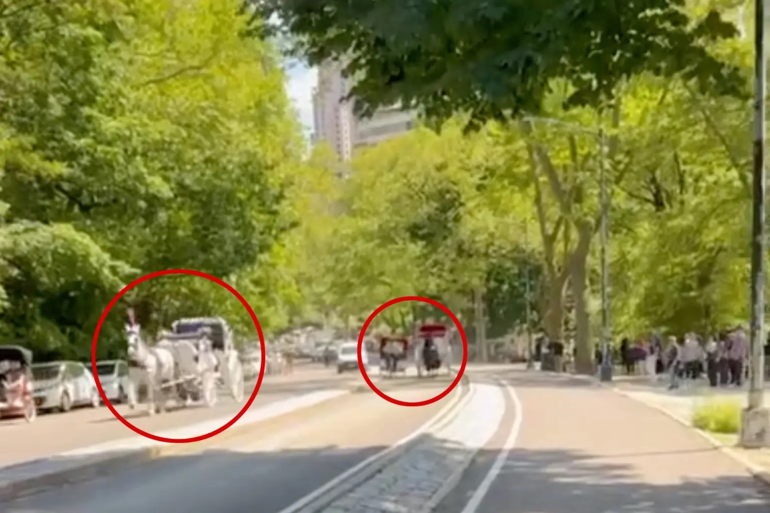 Βίντεο: Χάος στο Σέντραλ Παρκ της Νέας Υόρκης – Άλογα βγήκαν εκτός ελέγχου και προκάλεσαν πανικό στους δρόμους