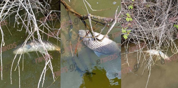 Έβρος: Πώς γέμισε ξανά με νεκρά ψάρια το Δέλτα του ποταμού - Κραυγή αγωνίας από επαγγελματίες για την τουρκική υπεράντληση υδάτων και τη λειψυδρία