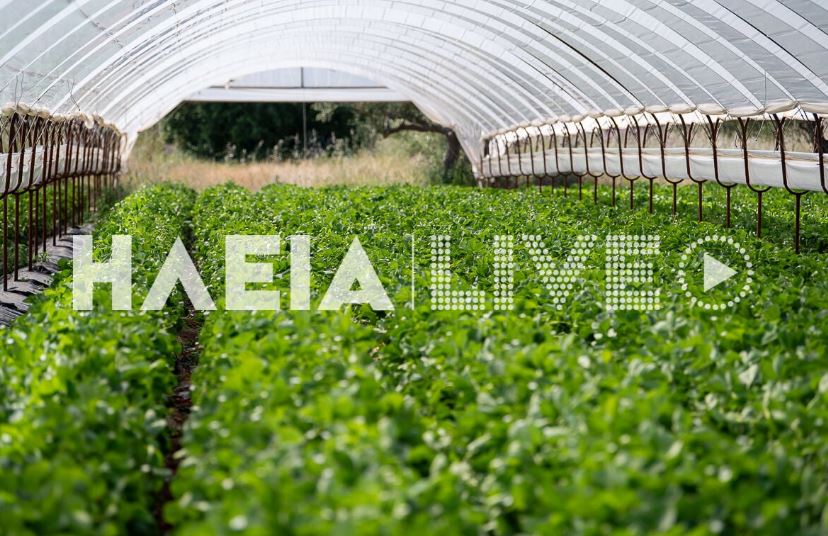 Ηλεία, δολοφονία