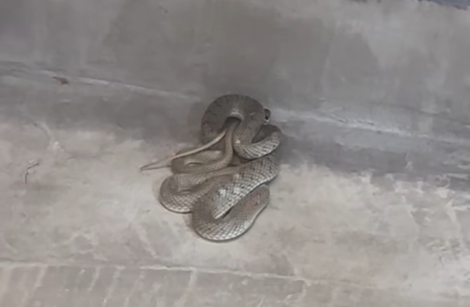 Θεσσαλονίκη: Φίδι εμφανίστηκε σε κουρείο – Δείτε βίντεο