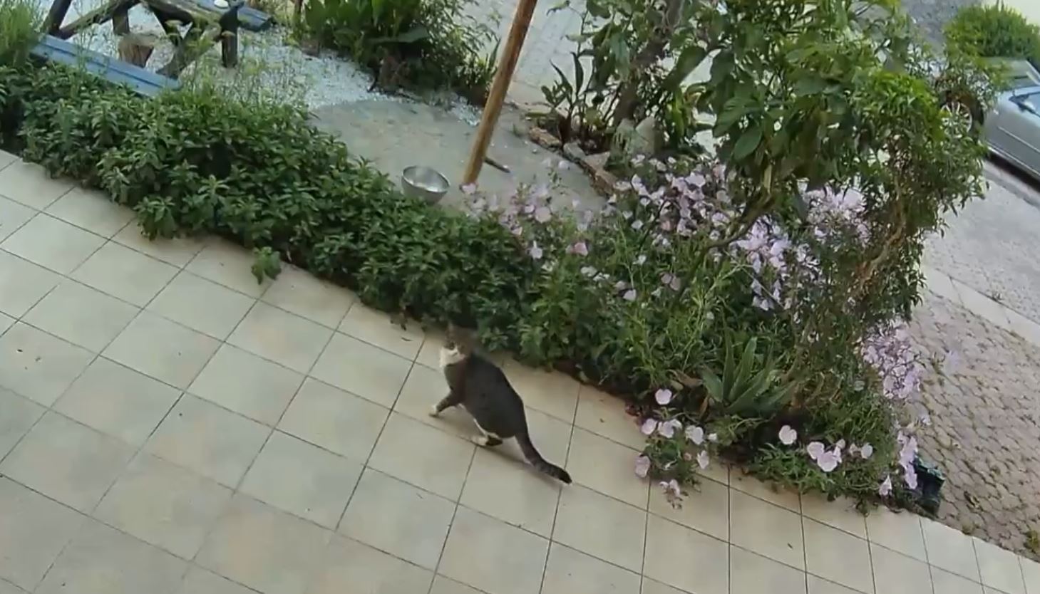 Σεισμός, Κρήτη, Γάτα