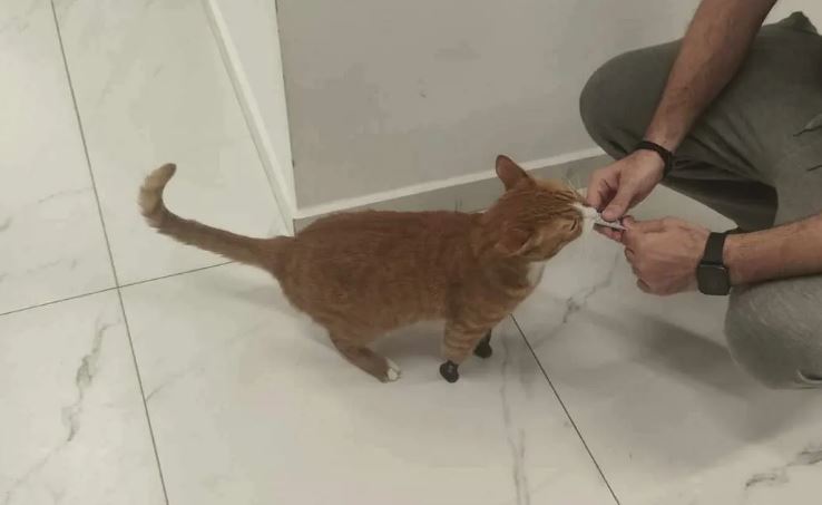 Θεσσαλονίκη: Όρθιος ξανά ο Ήφαιστος – Ο γάτος που είχε ακρωτηριαστεί στα 3 πόδια του, απέκτησε τεχνητά μέλη – Δείτε βίντεο