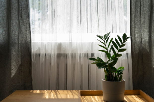 Υπνοδωμάτιο χωρίς μούχλα και γύρη: Τα 3 φυτά εσωτερικού χώρου που καθαρίζουν την ατμόσφαιρα του χώρου σας