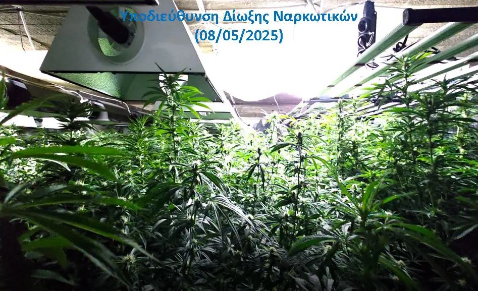 Δυτική Αττική: Μία σύλληψη για καλλιέργεια 136 δενδρυλλίων κάνναβης εσωτερικού χώρου και διακίνηση ναρκωτικών – ΦΩΤΟ και ΒΙΝΤΕΟ