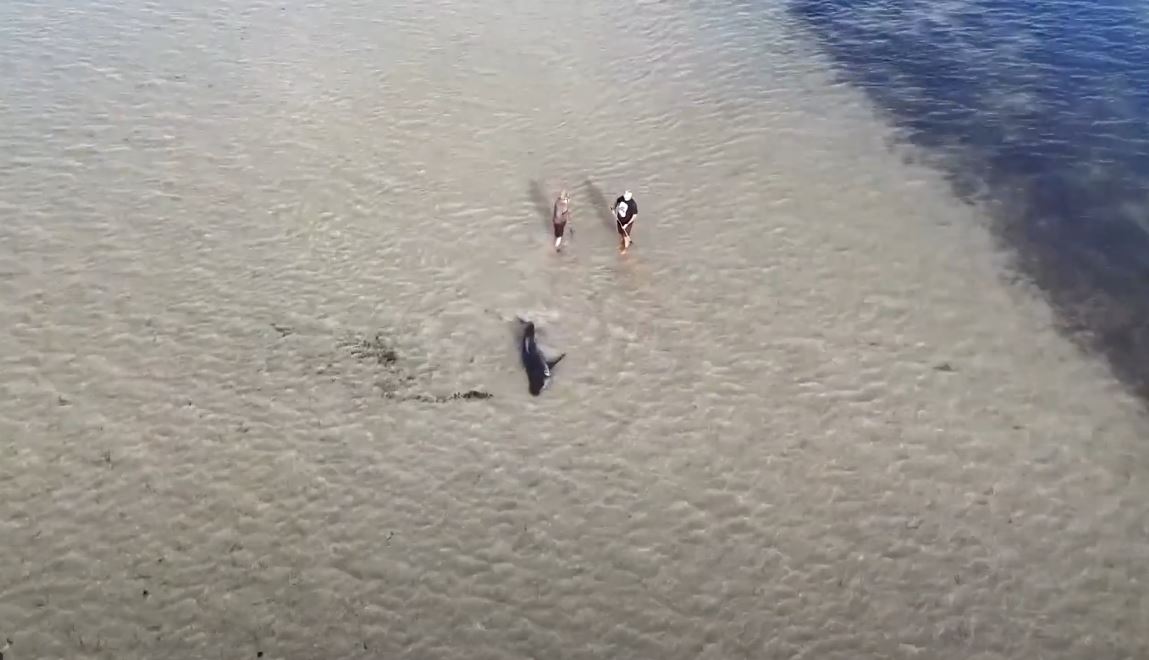 Βίντεο: Πατέρας και γιος έβαλαν τη ζωή τους σε κίνδυνο για να σώσουν λευκό καρχαρία