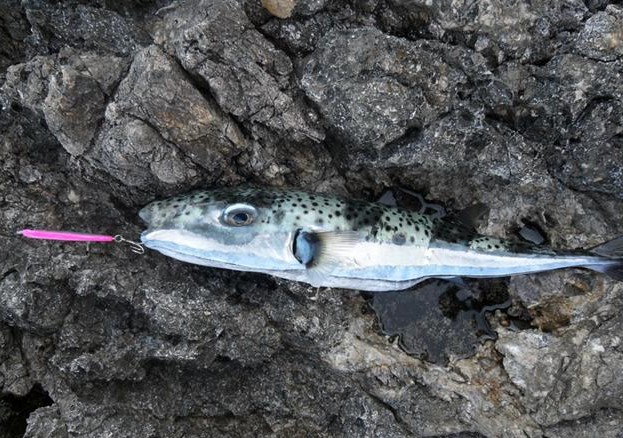 Λαγοκέφαλος