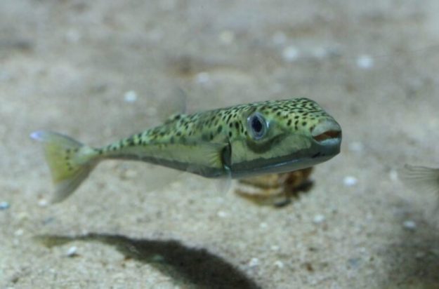 Λαγοκέφαλος