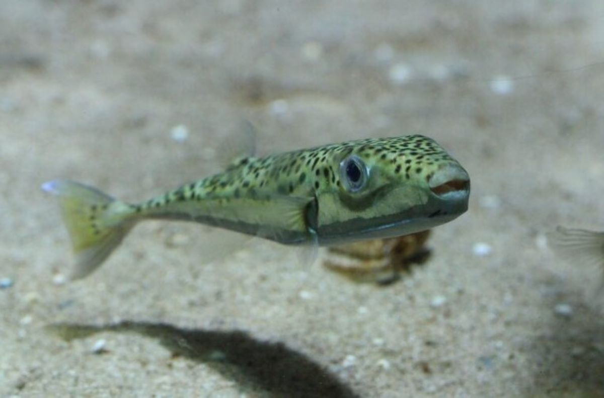 Λαγοκέφαλος