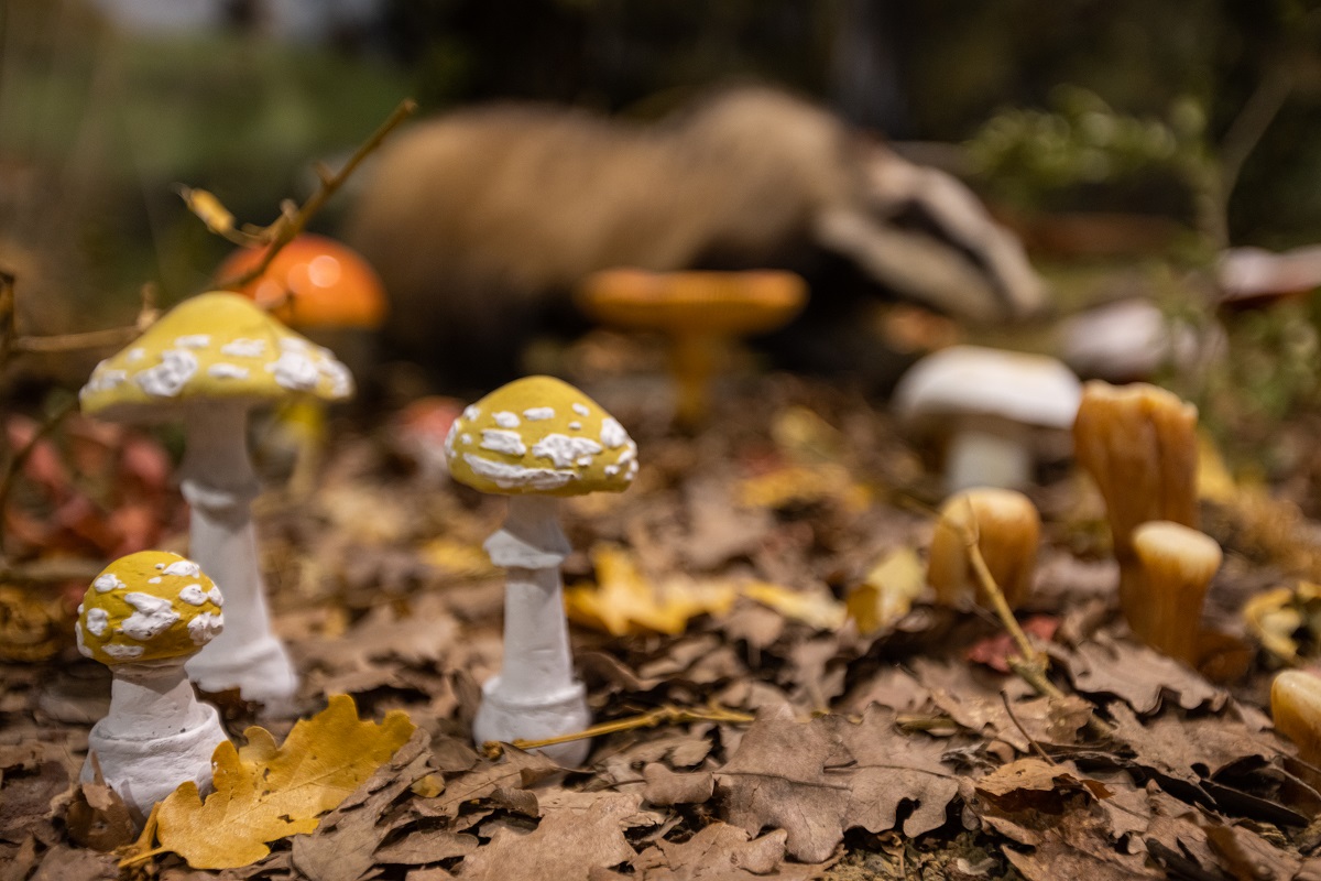 Μουσείο Φυσικής Ιστορίας Μετεώρων και Μουσείο Μανιταριών