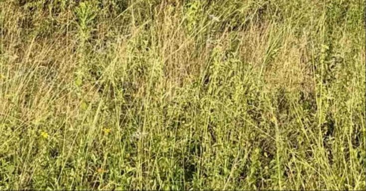 Οπτική ψευδαίσθηση: Μόνο οι πιο έξυπνοι θα βρουν την γάτα σε 5 δευτερόλεπτα