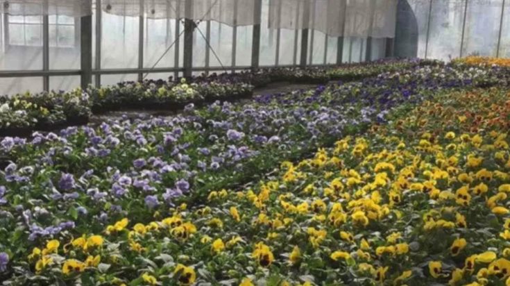 Οπτική ψευδαίσθηση: Μόνο αν έχετε παρατηρητικότητα ντετέκτιβ θα βρείτε την πεταλούδα σε 10 δευτερόλεπτα