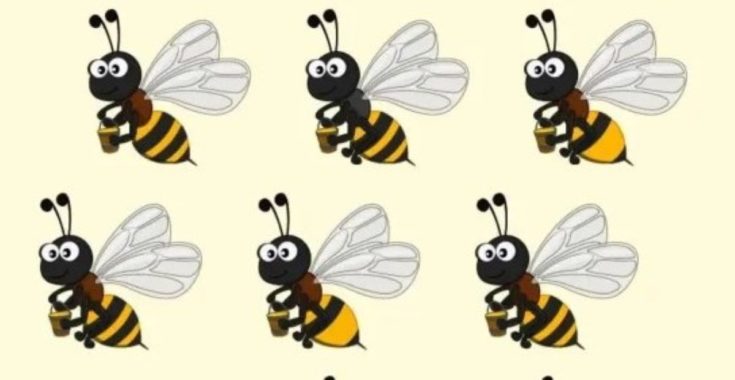 Οπτική ψευδαίσθηση: Μόνο αν έχετε παρατηρητικότητα ντετέκτιβ θα βρείτε την διαφορετική μέλισσα σε 8 δευτερόλεπτα