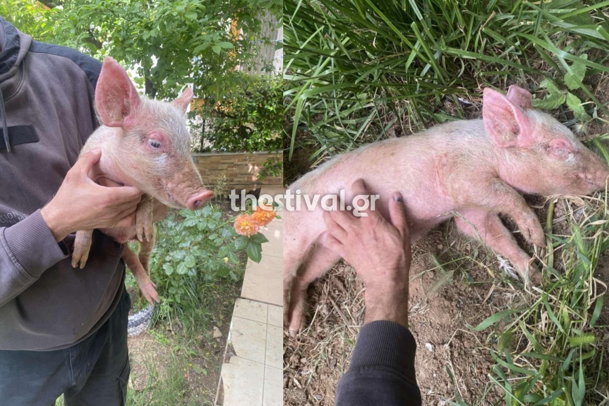 Θεσσαλονίκη: Ο Πόρκι ψάχνει σπίτι – «Αναζητείται οικογένεια που διαθέτει σπίτι με αυλή» – Δείτε φωτογραφίες και βίντεο