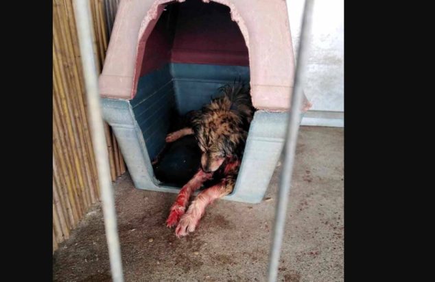 ΣΚΥΛΟΣ ΚΟΡΩΠΙ