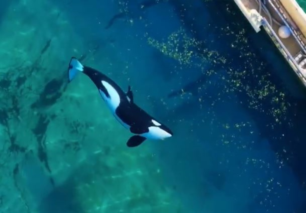 Βίντεο: Οι τελευταίες αιχμάλωτες όρκες της Γαλλίας περιφέρονται σε εγκαταλελειμμένο θαλάσσιο πάρκο – Εικόνες ντροπής