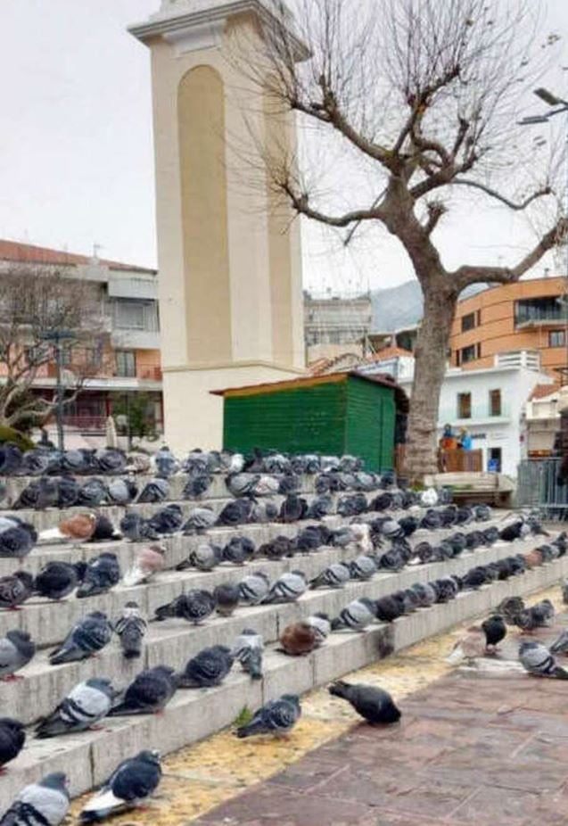 ΞΑΝΘΗ ΠΕΡΙΣΤΕΡΙΑ