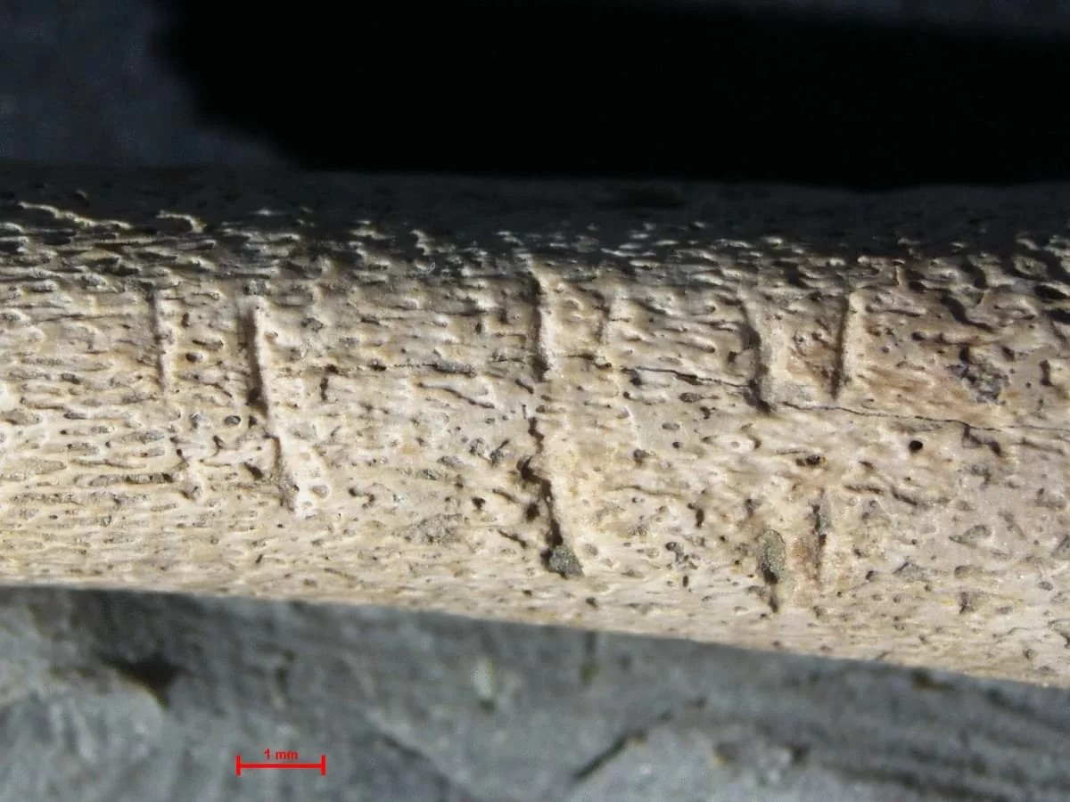 Σημάδια τομών στα οστά του μωρού. Φωτογραφία: V. Mariotti et al.