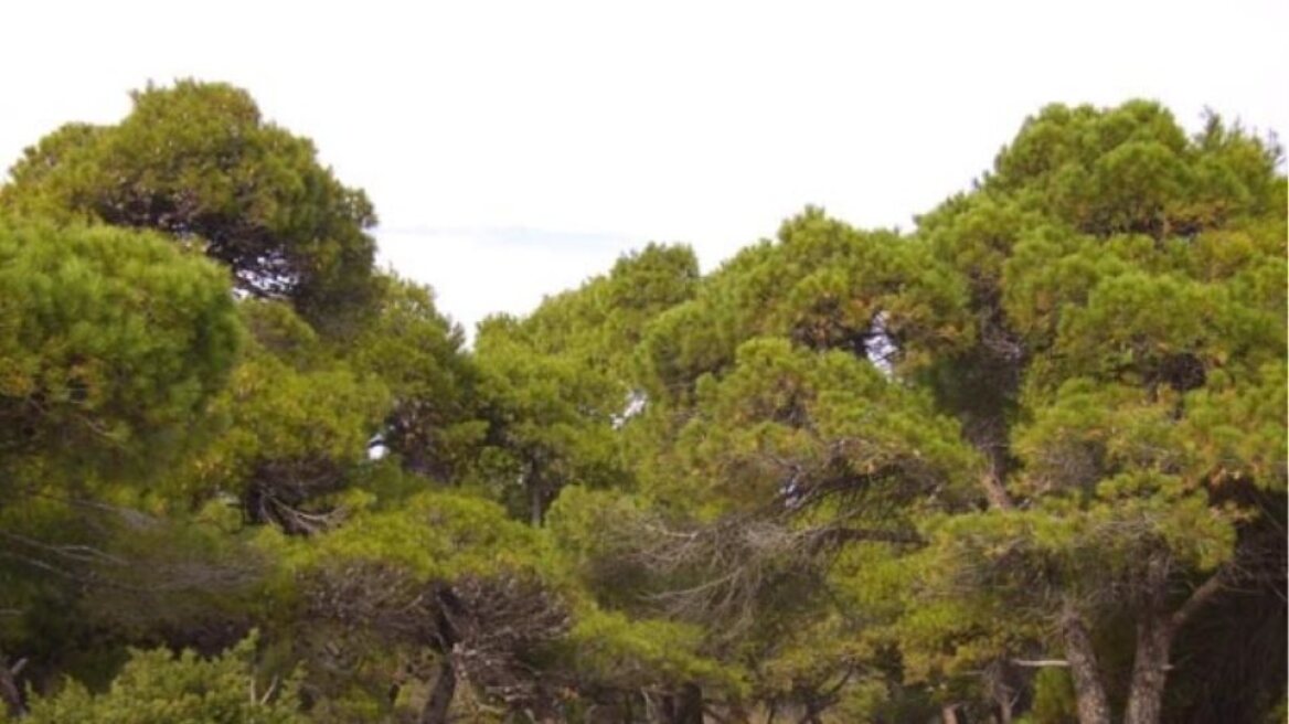 ΔΑΣΙΚΗ ΕΚΤΑΣΗ