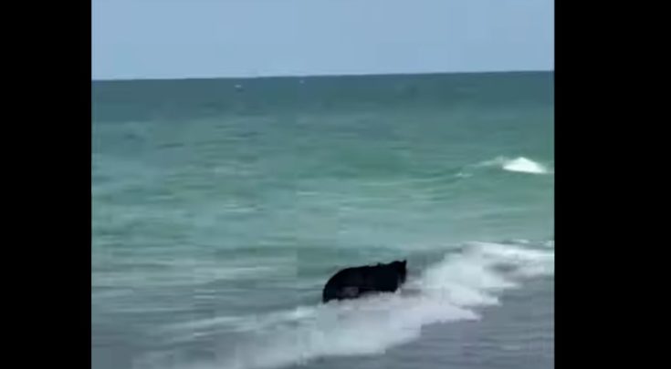 ΑΡΚΟΥΔΑ ΠΑΡΑΛΙΑ