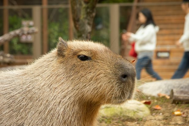 Capybara καπιμπαρα
