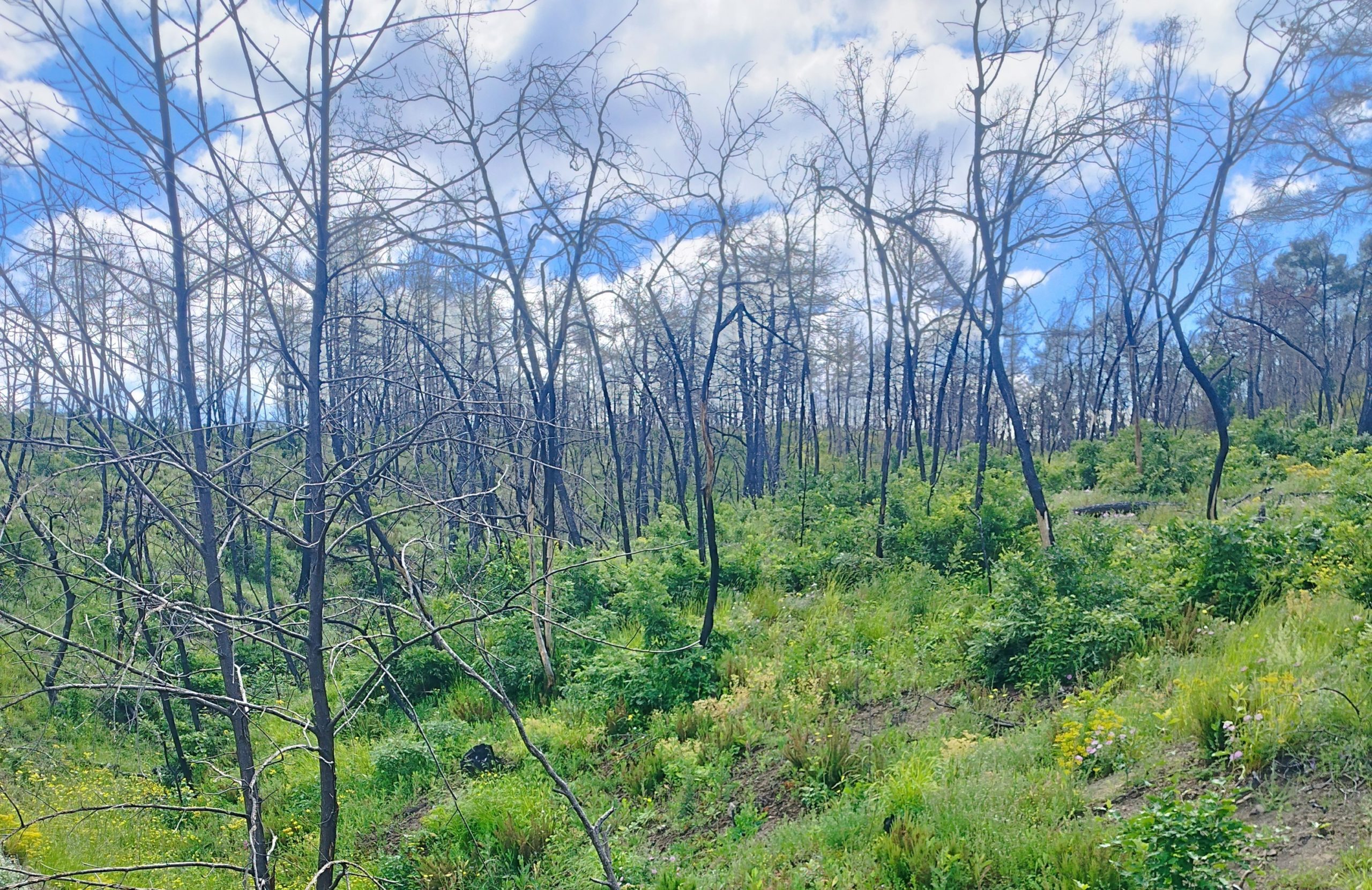 Έβρος: Η Δαδιά αναγεννάται από τις στάχτες της – «Από εδώ και πέρα, το δάσος δεν πρέπει να ξανακαεί»
