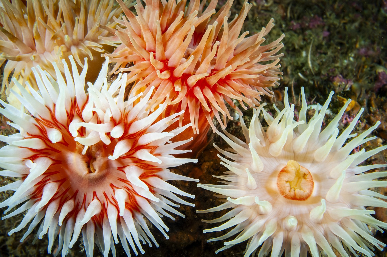 θαλάσσια ανεμώνη