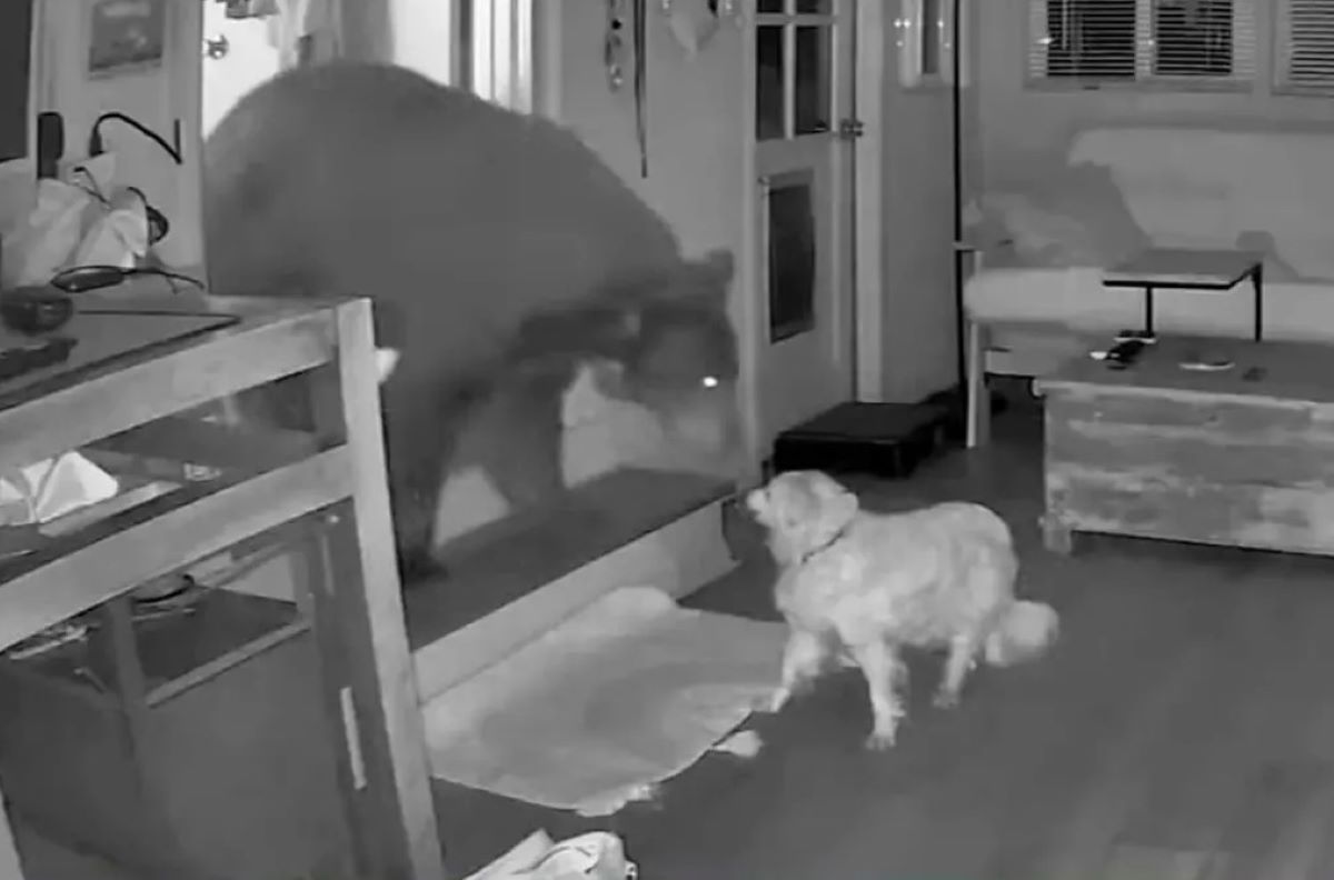 Βίντεο: Σκύλος τα βάζει με αρκούδα που εισέβαλε στο σπίτι ενώ το αφεντικό του κοιμόταν