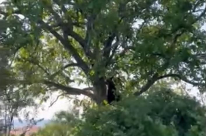 Βίντεο: Αρκούδα επισκέφθηκε αυλή σπιτιού στην Καστοριά – Σκαρφάλωσε σε δέντρο και δεν κατέβαινε με τίποτα