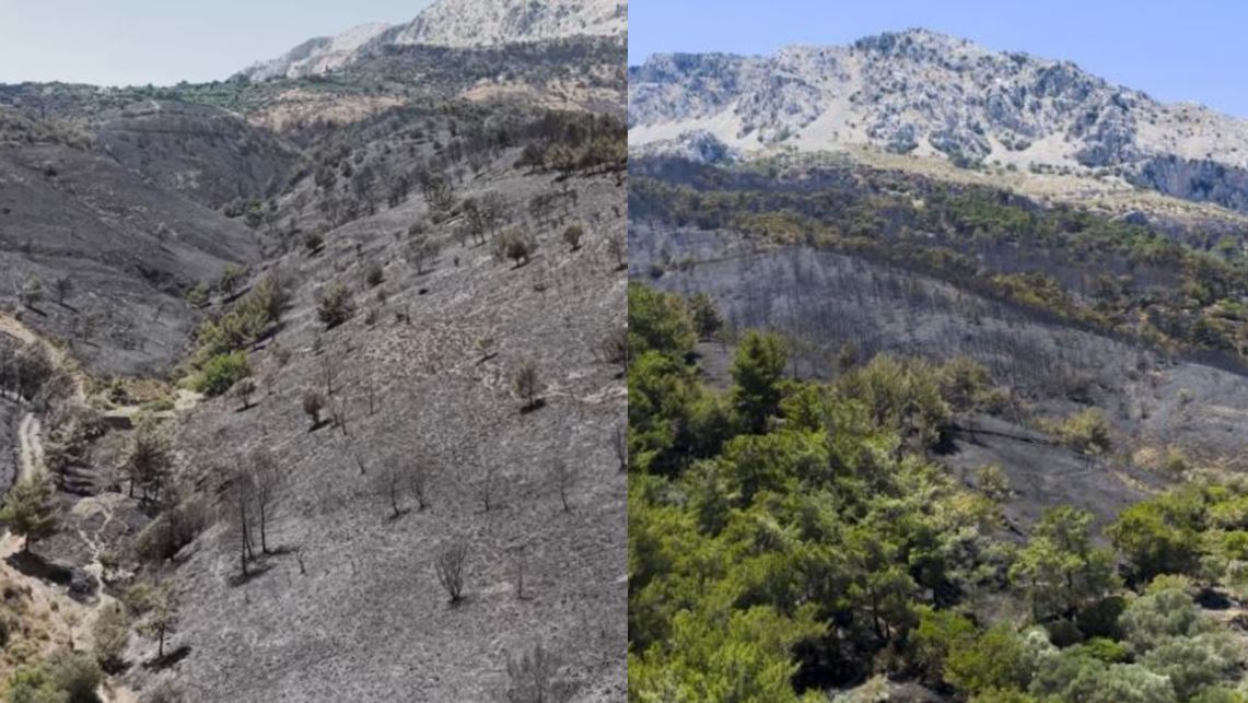 Φωτιά στη Χίο: Πλάνα από drone «μαρτυρούν» το μέγεθος της καταστροφής – Η δορυφορική αποτύπωση από την υπηρεσία Copernicus