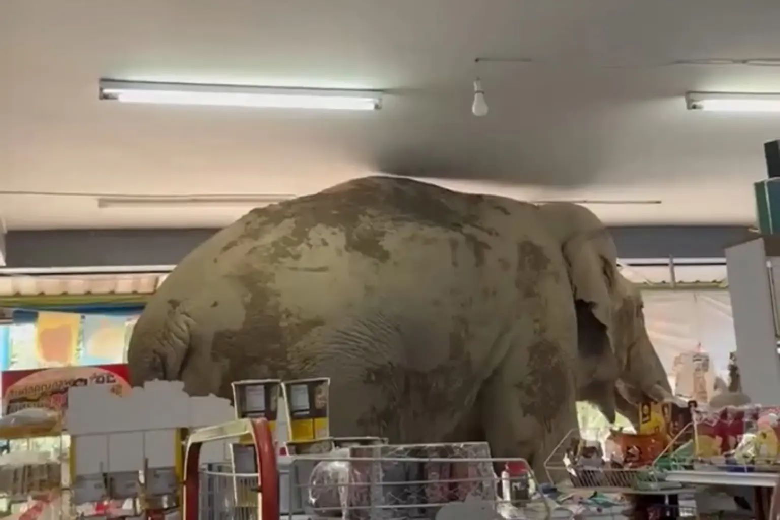 Βίντεο: Ελέφαντας στην Ταϊλάνδη έκανε νυχτερινή επιδρομή σε… ψιλικατζίδικο – Αναζητούσε φαγητό και έφαγε κράκερ