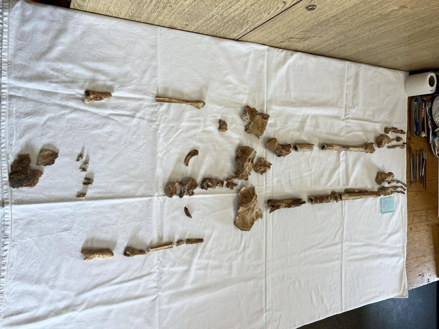 Τα οστά βρέθηκαν σε κακή κατάσταση όμως η ανάλυση μαρτυρά πως επρόκειτο για μια εξαιρετικά ψηλή γυναίκα - ασυνήθιστο για τη Διόκλεια του 4ου αιώνα. Φωτογραφία: Miloš Živanović