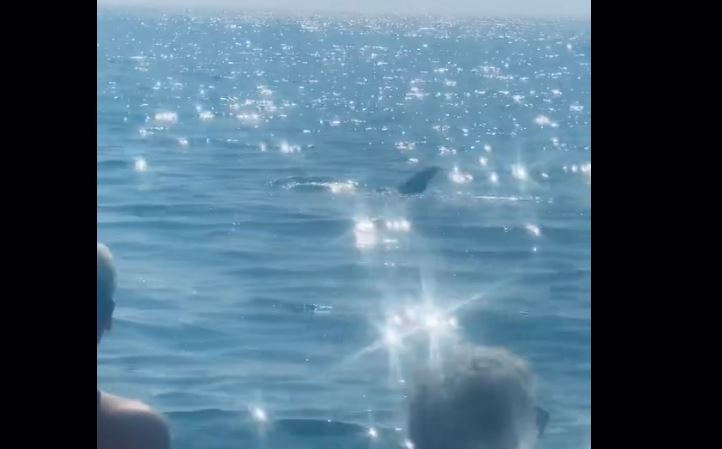 Πάτρα: Δελφίνι εμφανίστηκε στα ρηχά σε παραλία του Ρίου – Δείτε βίντεο