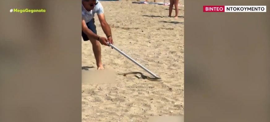 Χαλκιδική: Φίδι… έκοβε βόλτες ανάμεσα σε λουόμενους σε παραλία – ΒΙΝΤΕΟ