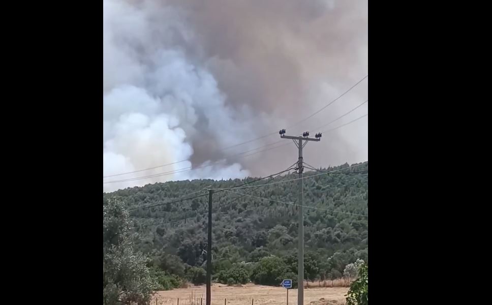 Μαραθώνας: «Παιδιά βοήθεια, έχουμε πιάσει φωτιά» – Έκκληση κατοίκου για απομάκρυνση σκύλων – Δείτε βίντεο
