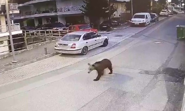 Γρεβενά: Αρκούδα «συνελήφθη» να… κόβει βόλτες μέσα στην πόλη – ΒΙΝΤΕΟ