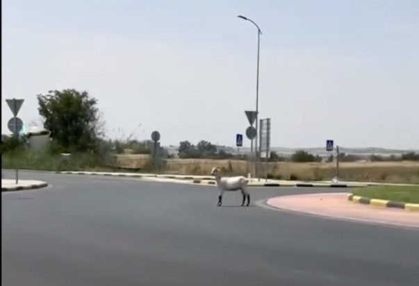 Κατσίκα έκοβε... βόλτες στην Λάρισα