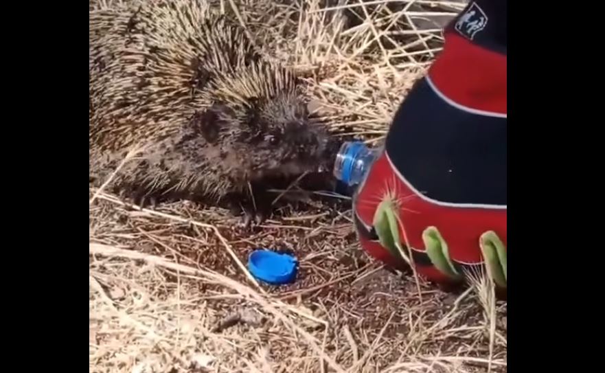 Κιλκίς: Η συγκινητική στιγμή που πυροσβέστης δίνει νερό σε σκαντζόχοιρο έπειτα από φωτιά – Δείτε βίντεο