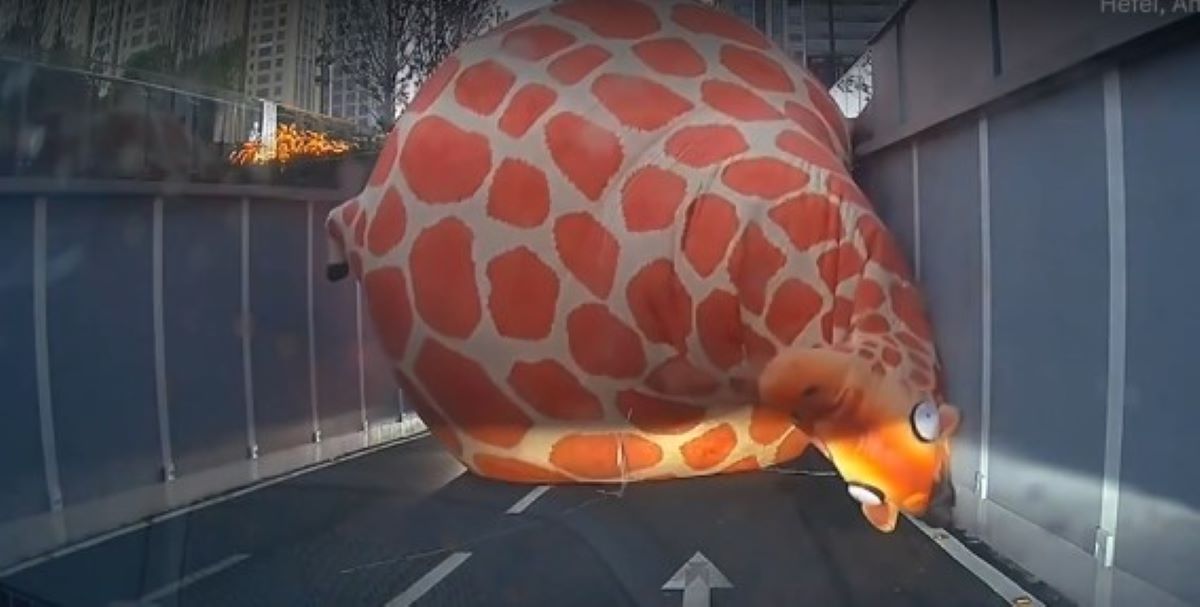 Βίντεο: «Φουσκωτή» καμηλοπάρδαλη… κόβει βόλτες σε αυτοκινητόδρομο