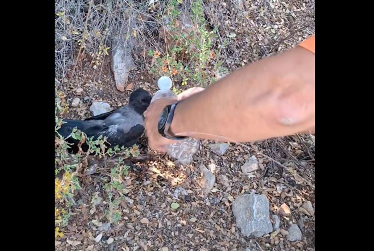 Χίος: Κάτοικος δίνει νερό σε κουρούνα που σώθηκε από τη φωτιά – Δείτε βίντεο