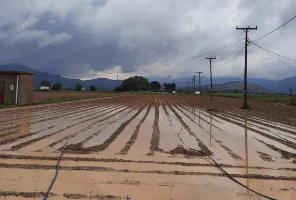 Κρήτη, Λασίθι, βροχές, καλλιέργειες