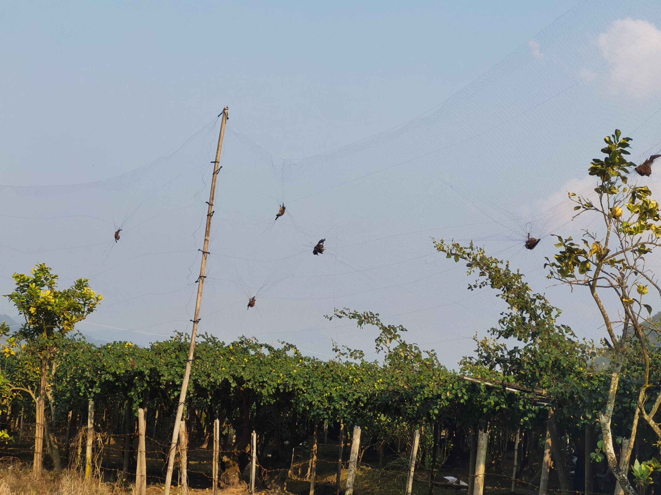 Κίνα: Ανακαλύφθηκαν δύο νέοι ιοί στους νεφρούς νυχτερίδων – Τι προκαλούν