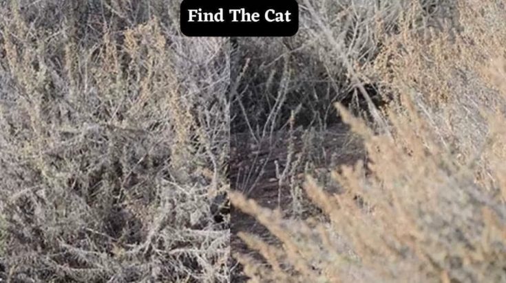 Μόνο αν έχεις παρατηρητικότητα ντετέκτιβ θα βρεις την γάτα σε 5 δευτερόλεπτα