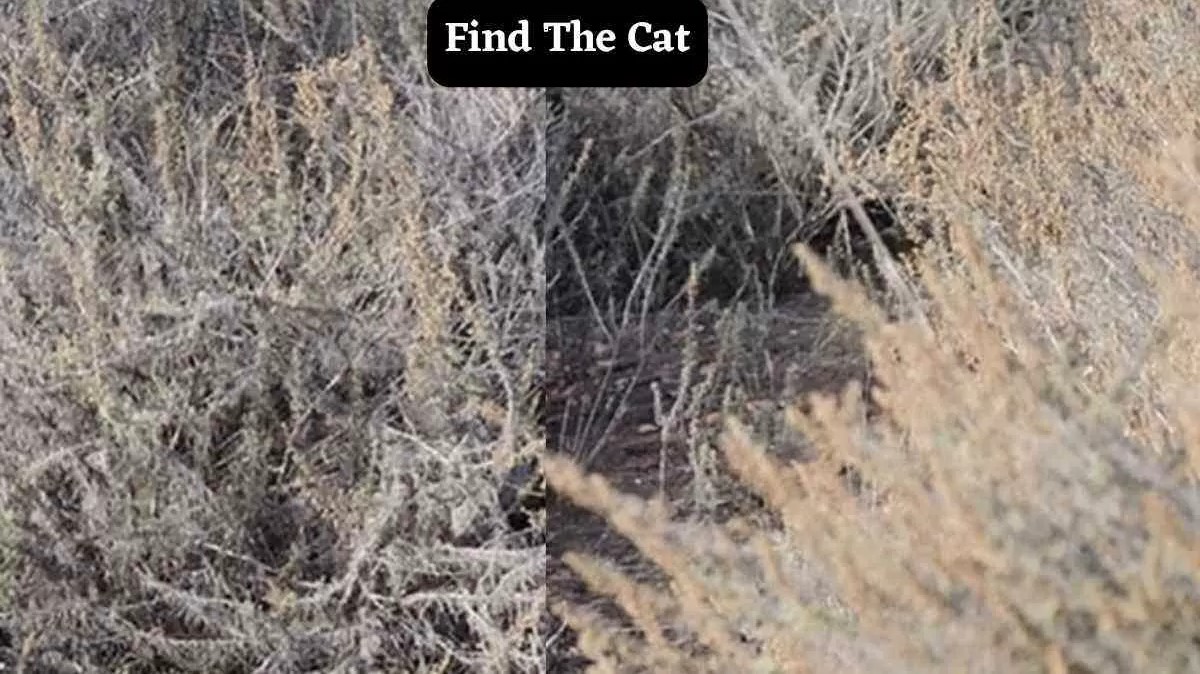 Μόνο αν έχεις παρατηρητικότητα ντετέκτιβ θα βρεις την γάτα σε 5 δευτερόλεπτα