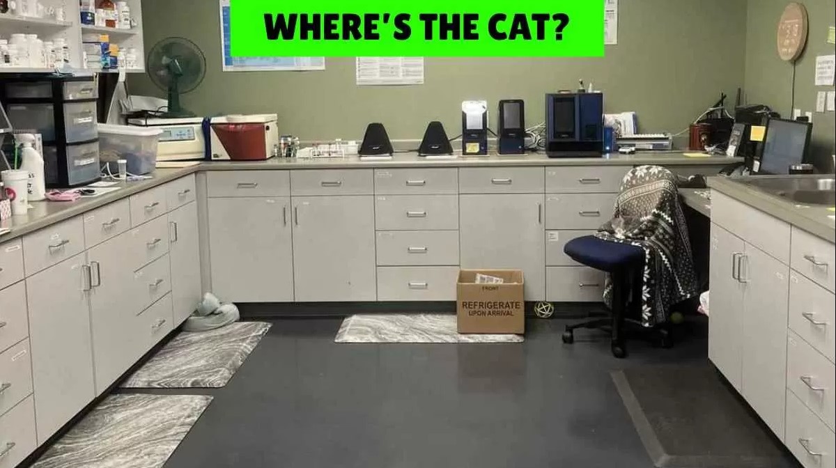 Μόνο οι πιο έξυπνοι άνθρωποι θα βρουν την γάτα σε 7 δευτερόλεπτα