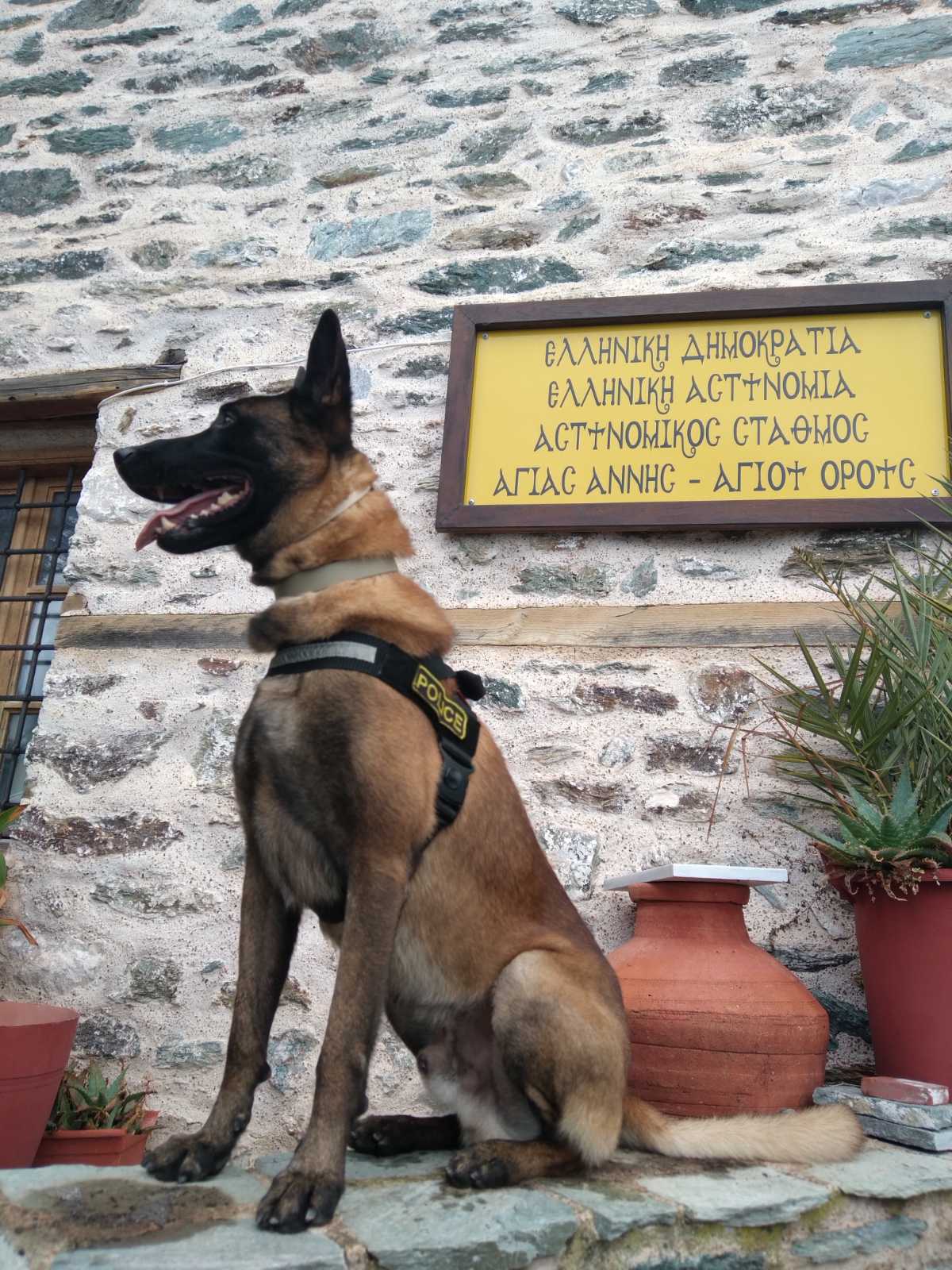 Βγαίνει στη σύνταξη ο Όσκαρ, ο πιο διάσημος σκύλος περιπολίας της ΕΛ.ΑΣ. – Οι καλύτερες στιγμές και η τελευταία αποστολή του