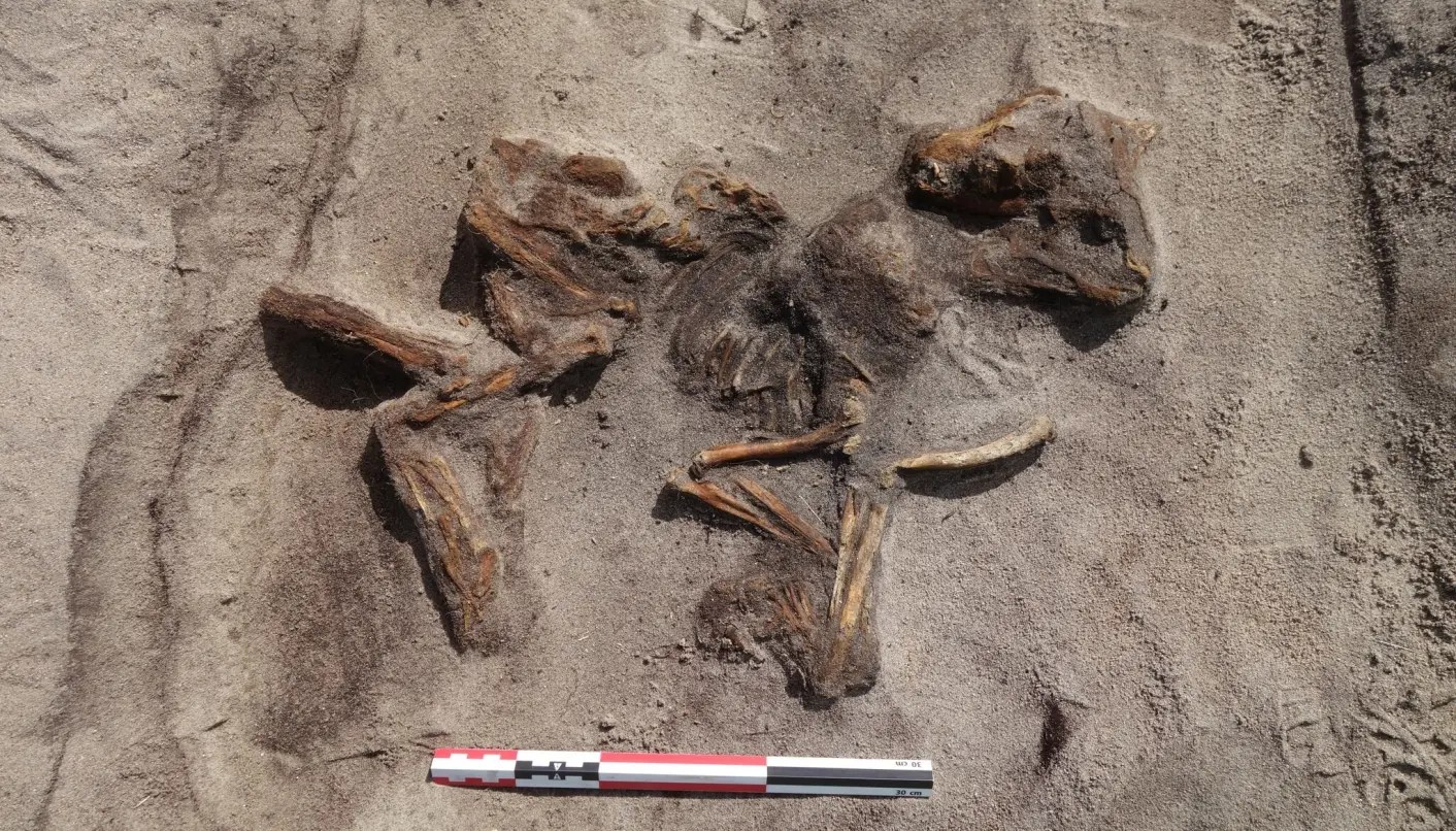 Το μικρό σκυλί είχε αποτεθεί προσεκτικά στα πόδια της νεκρής. Ενώ δεν είναι γνωστή ακριβώς η ράτσα του, οι αρχαιολόγοι πιστεύουν ότι μπορούν να καταλάβουν γενικά την κατηγορία του. Φωτογραφία:The Arctic University Museum of Norway, UiT (Facebook)