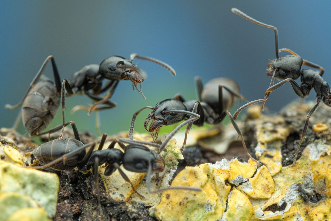 Επικίνδυνα υπερ-μυρμήγκια τρώνε καλώδια και προκαλούν ζημιές – «Καμπανάκι» από τους ειδικούς