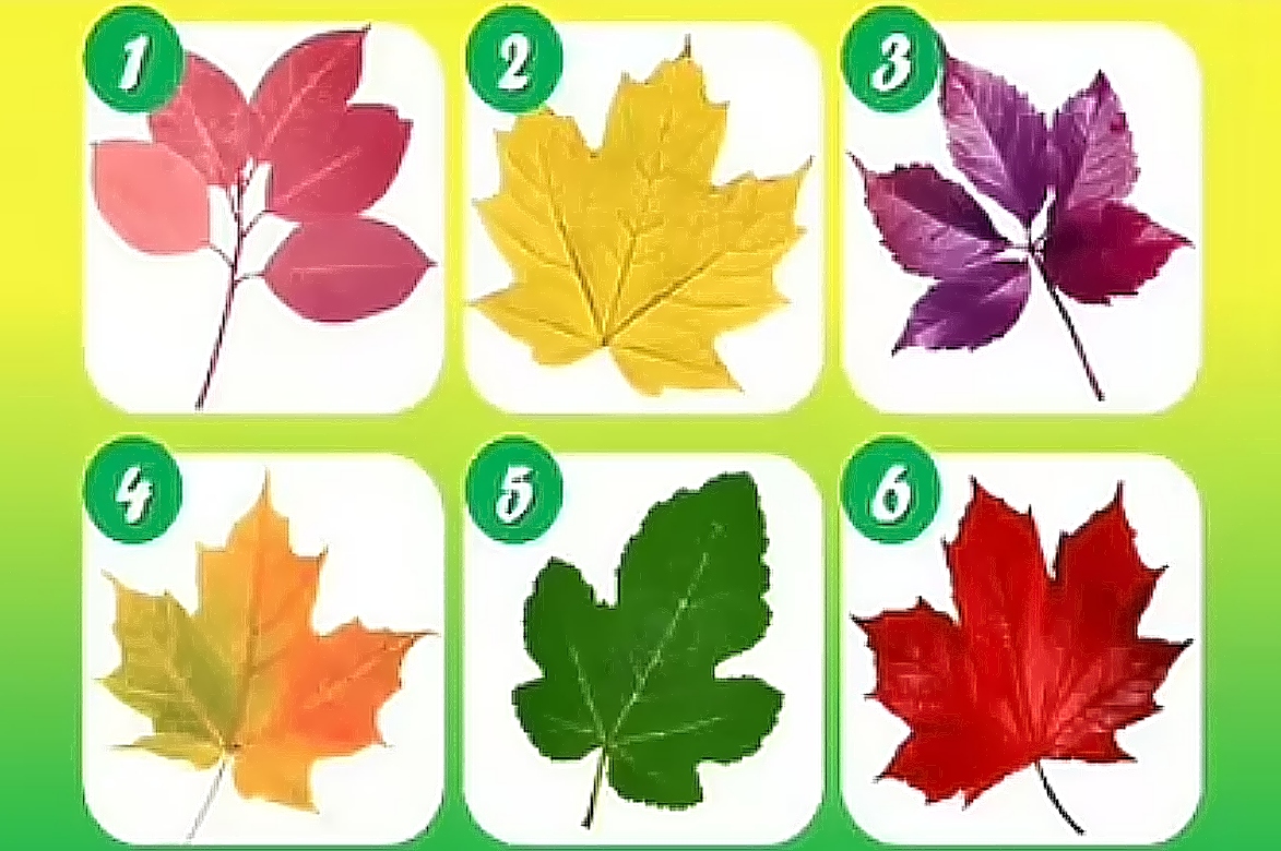 Τεστ προσωπικότητας: Το φύλλο που θα επιλέξετε αποκαλύπτει τον λόγο που οι άνθρωποι βασίζονται σε εσάς