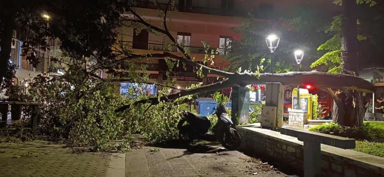 Βόλος: Ισχυροί άνεμοι που έφτασαν τα 8 μποφόρ ξερίζωσαν δέντρα στο κέντρο της πόλης – Δείτε φωτογραφίες 