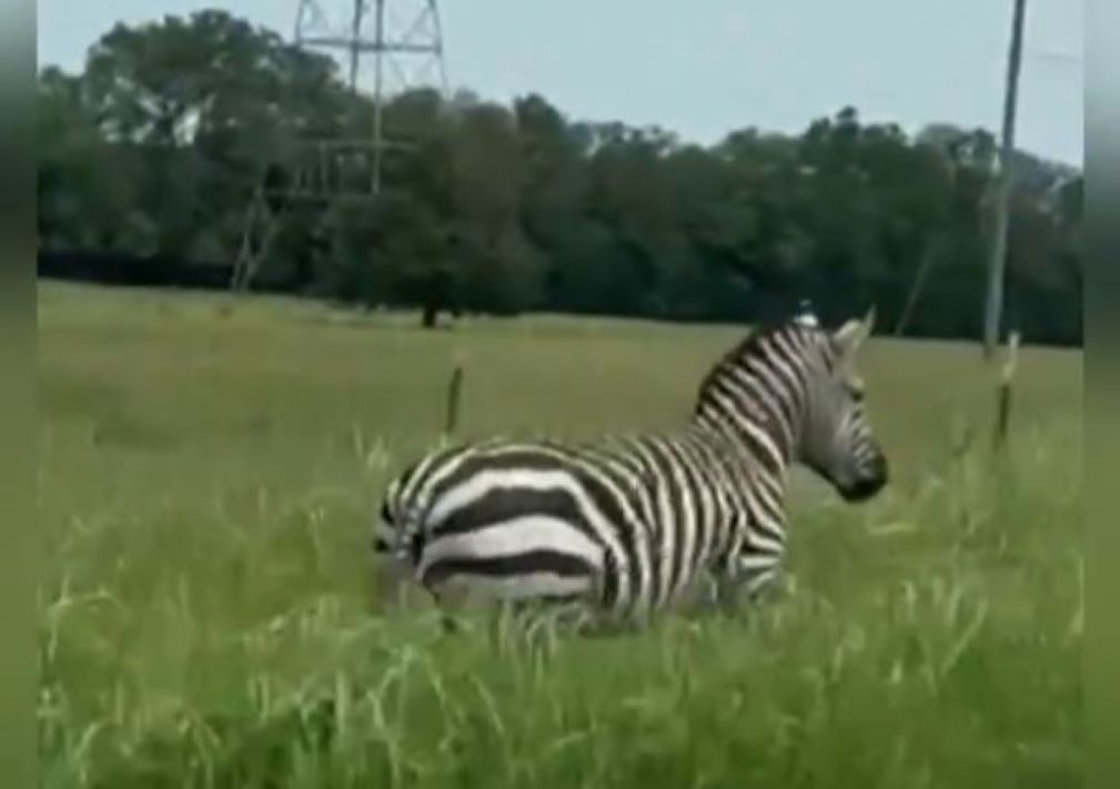 Βίντεο: Ζέβρα «εισβάλλει» σε αυτοκινητόδρομο των ΗΠΑ και προκαλεί κυκλοφοριακό χάος